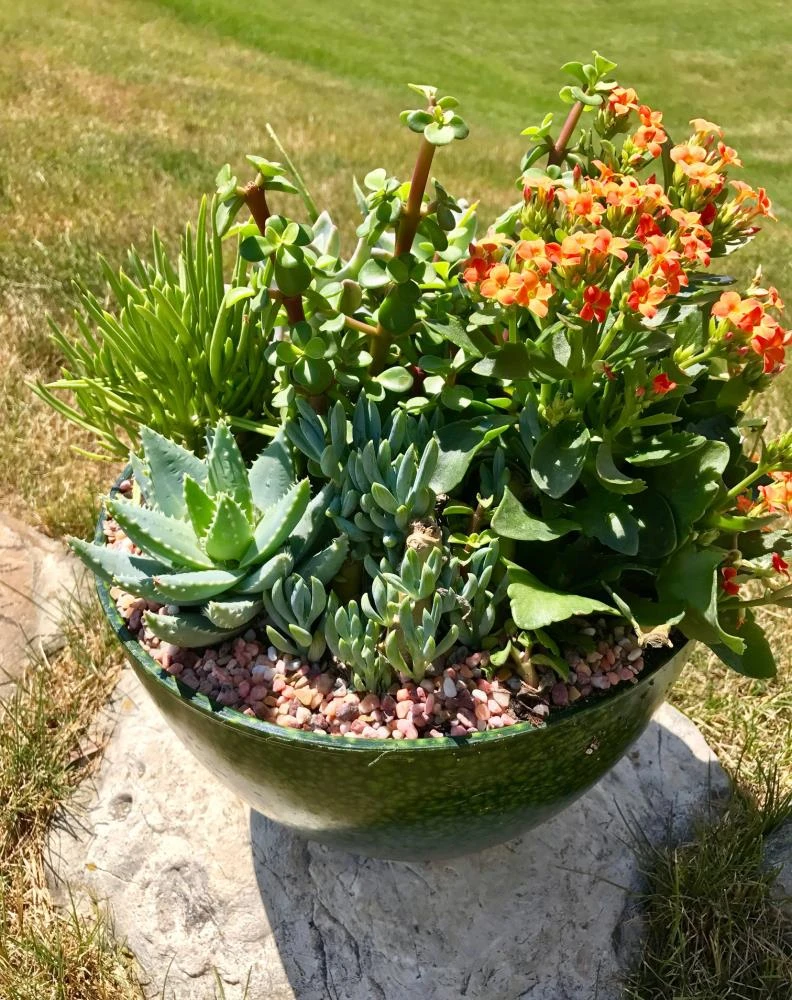 AKASHA Landscaping Rock 4-lb Indoor Decorative Rock 4 AKASHA Landscaping Rock 4-lb Indoor Decorative Rock - Image 4