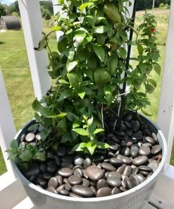 AKASHA Landscaping Rock 5-lb Black Indoor Decorative Rock 11 AKASHA Landscaping Rock 5-lb Black Indoor Decorative Rock -Landscaping Online Outlet 17076050