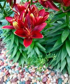 AKASHA Landscaping Rock 5-lb Indoor Decorative Rock 9 AKASHA Landscaping Rock 5-lb Indoor Decorative Rock -Landscaping Online Outlet 17076906